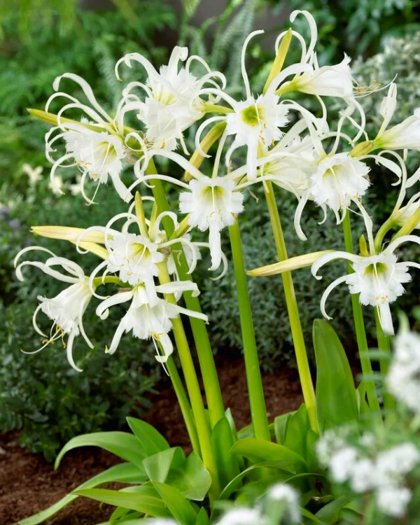 Hymenocallis Festalis