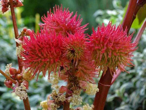 Ricinus (Mixed Varieties)