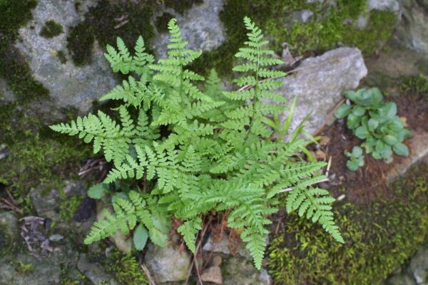 Woodsia Obtusa