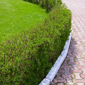 Front of Border & Ground Cover