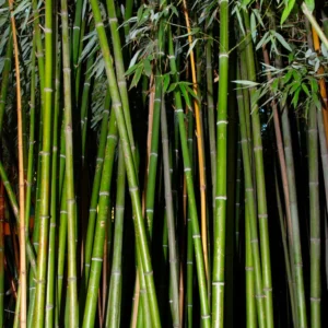 Bamboos