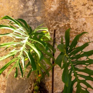 Big Plants & Big Leaves