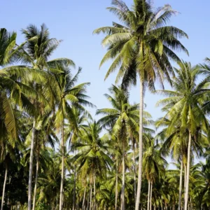 Palms