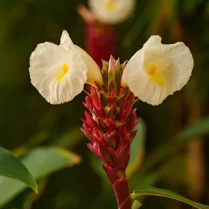 Cannas & Gingers