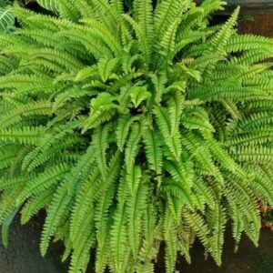 Ferns