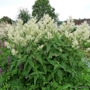 Persicaria 'Polymorpha'