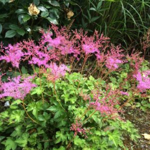 Filipendula ''Kahome