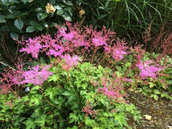 Filipendula ''Kahome