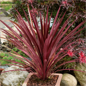 Cordyline 'red star'