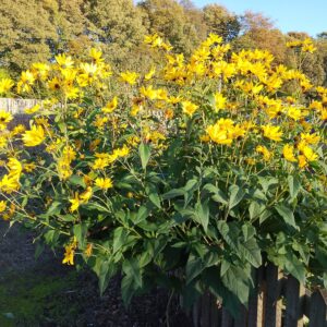 Helianthus tuberosus (Jerusalem Artichoke)