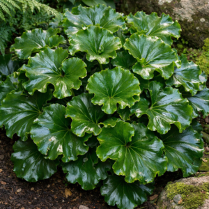 Farfugium japonicum 'Wavy gravy'