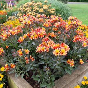 Alstromeria 'Indian Summer'