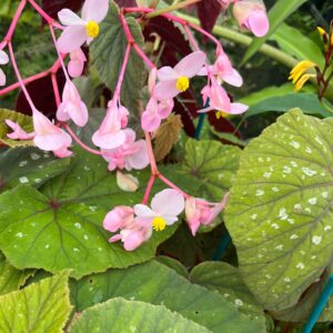 Begonia Grandis 'Bells & Whistles'