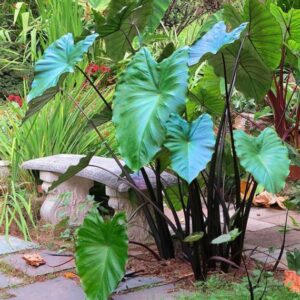 Colocasia 'Metallica'