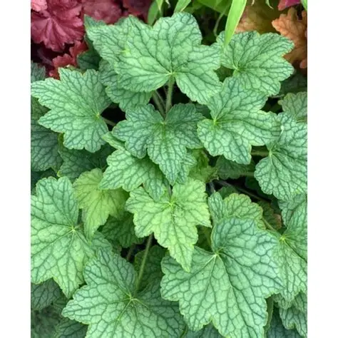 Heuchera 'Veggie Dinosaur'