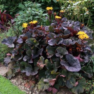 Ligularia 'midnight Lady'