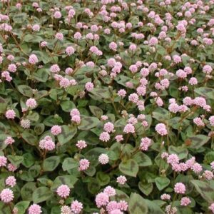 Persicaria Capitata