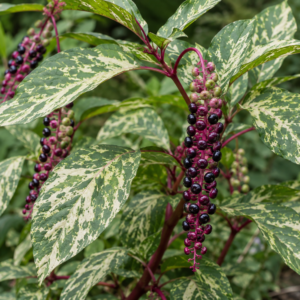 Phytolacca Variegata