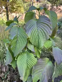 Strobilanthes Mastersii
