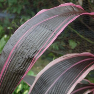 Setaria palmifolia retpala pitpit wantaim waitpela mak