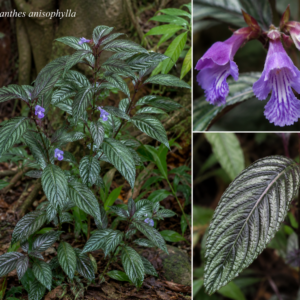 Strobilanthes Anisophylla