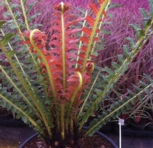 Blechnum Brasiliense 'Volcano'
