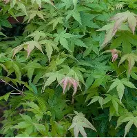 Acer Palmatum mixed hybrids