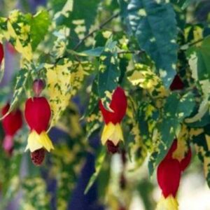 Abutilon megapotamicum Variegatum