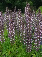 Acanthus 'Morning candle'