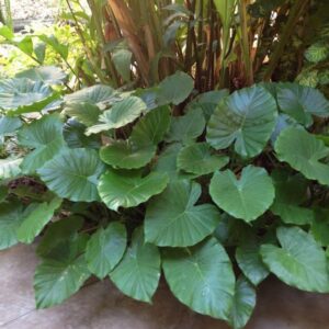 Alocasia Gageana