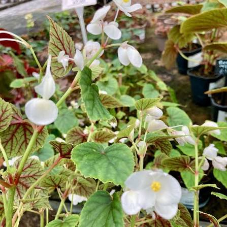 Begonia Grandis Sinenesis 'Snow pop'