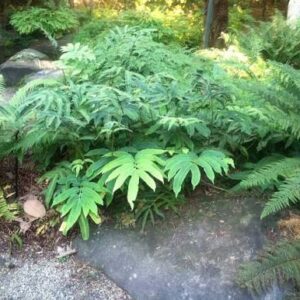 Dryopteris Sieboldii