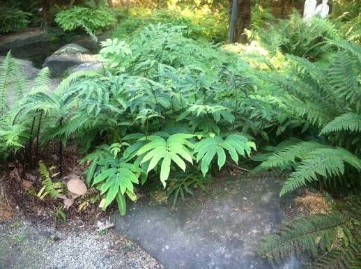 Dryopteris Sieboldii