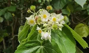 Entelia Arborescens