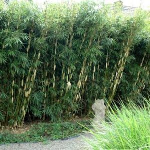 Fargesia Robusta 'Pingwu'