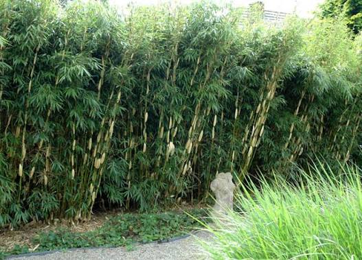 Fargesia Robusta 'Pingwu'