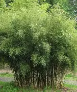 Fargesia Robusta Campbell