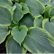 Hosta Wu LaLa