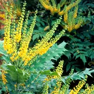 Mahonia x Media 'Winter Sun'