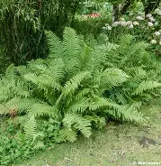 Mattuccia orientalis