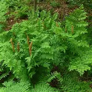 Osmunda Regalis