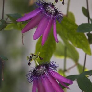 Passiflora 'Amethyst'