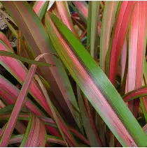 Phormium 'Jester'