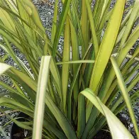 Phormium 'Apricot queen'