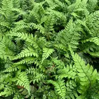 Polystichum Makinoi