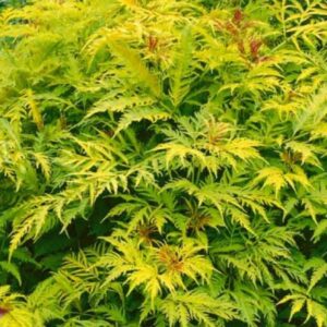 Sambucus nigra 'Golden Tower'